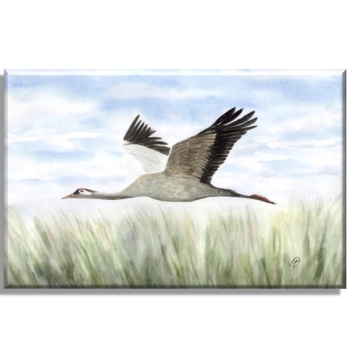 Leinwand 40 x 30 cm Keilrahmen Canvas-Leinen  Folienmagnet Aquarell Maritim Kunst Druck Kunstdruck Ostsee Kranich im Flug Ostsee Darß Zingst